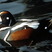 Harlequin Duck